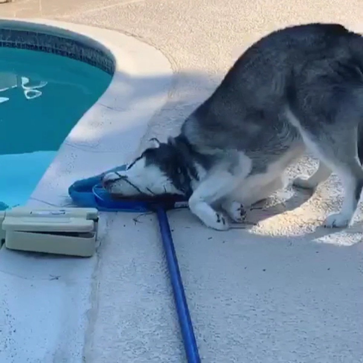 Husky inspecting a pool net during a service visit